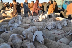 أضاحي العيد بالتقسيط لموظفي التربية والفلاحة والصحة والمالية