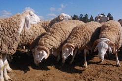 40 بالمئة انخفاض في مبيعات الأضاحي وأسواق الماعز تنتعش