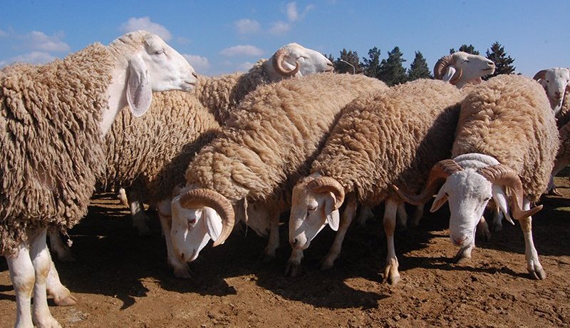 قاموا بتكبيل الراعي والإعتداء عليه.. استرجاع 180 رأس غنم بمعسكر