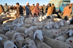 رئيس فدرالية الموالين : “كورونا “ستساهم في استقرار أسعار أضاحي العيد.. وهذه  الاجراءات المتخذة