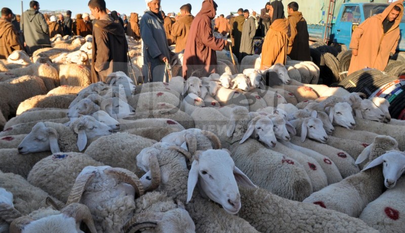 رئيس فدرالية الموالين : “كورونا “ستساهم في استقرار أسعار أضاحي العيد.. وهذه  الاجراءات المتخذة