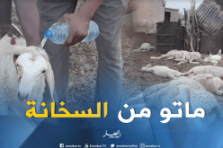 الحرارة تتسبب في نفوق عدد كبير من الأغنام بإليزي