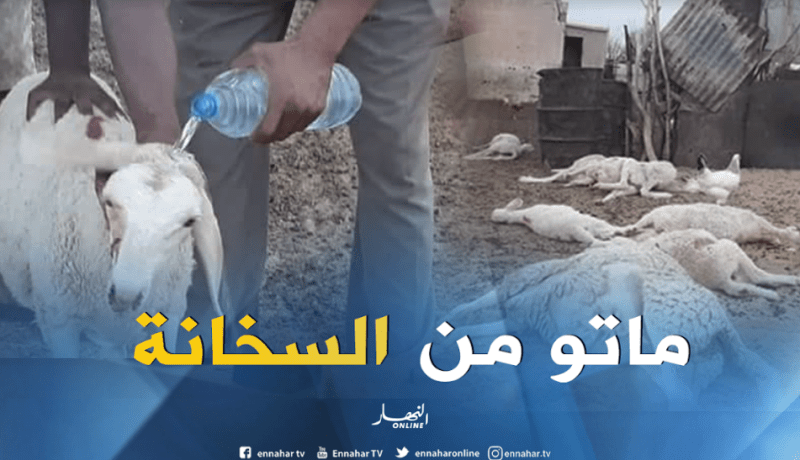 الحرارة تتسبب في نفوق عدد كبير من الأغنام بإليزي