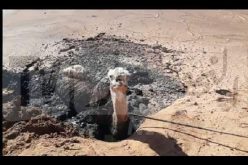 هلاك 14 رأسا من الإبل بإليزي