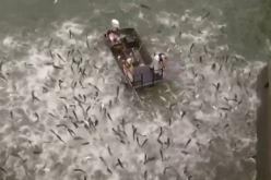 شاهد تطاير مئات الأسماك في بحيرة أمريكية بعد صعقة كهربائية