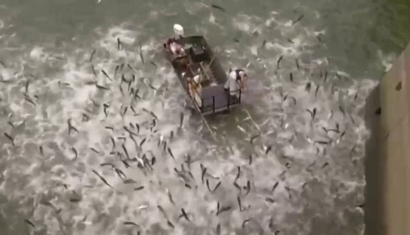 شاهد تطاير مئات الأسماك في بحيرة أمريكية بعد صعقة كهربائية