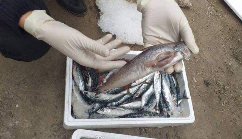 حجز 131 طن من الأسماك المجمدة الفاسدة كانت موجهة للتسويق بميناء وهران