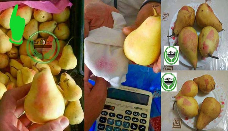 لون الإجاص الأحمر.. سرّ الورق الأصفر!