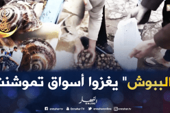 جمع الحلزون يتحول لمصدر رزق الشباب بعين تموشنت