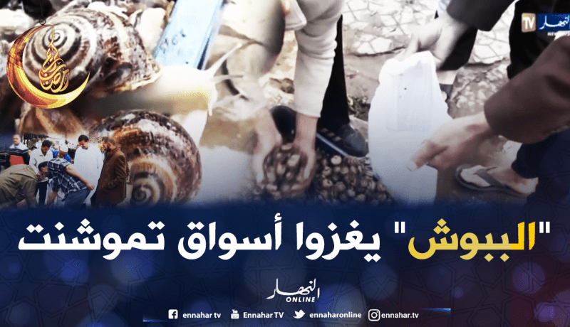 جمع الحلزون يتحول لمصدر رزق الشباب بعين تموشنت