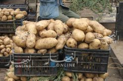 الشروع في إطلاق عملية تفريغ مخازن البطاطا وضخها في الاسواق مطلع الأسبوع المقبل 