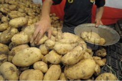 وزارة الفلاحة.. ضبط السوق والتصدير وتحديد واردات البذور لفرع البطاطا