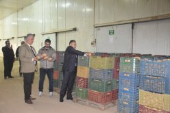 إخراج 10 آلاف طن من البطاطا وتوزيعها على أسواق 14 ولاية