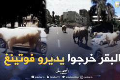 بالفيديو.. هروب ثورين وسط الحراش في العاصمة