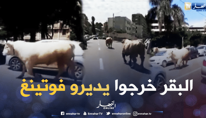 بالفيديو.. هروب ثورين وسط الحراش في العاصمة
