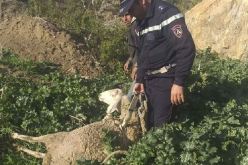 بالصور.. إنقاذ نعجة وقعت في “حفرة” بعمق 4 أمتار