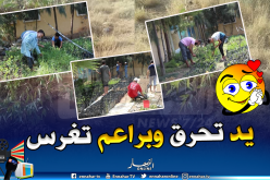 بالصور.. مشروع “المليون شجيرة” لإحياء الغابات المحترقة في البليدة