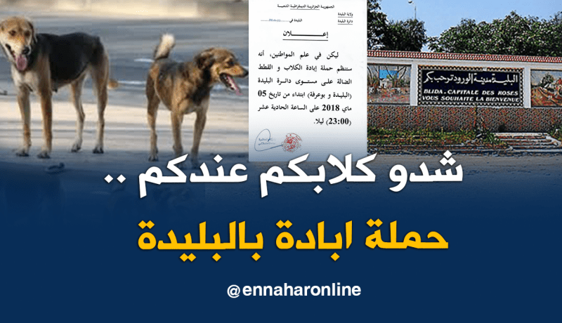 حملة لإبادة الكلاب والقطط المتشردة بالبليدة