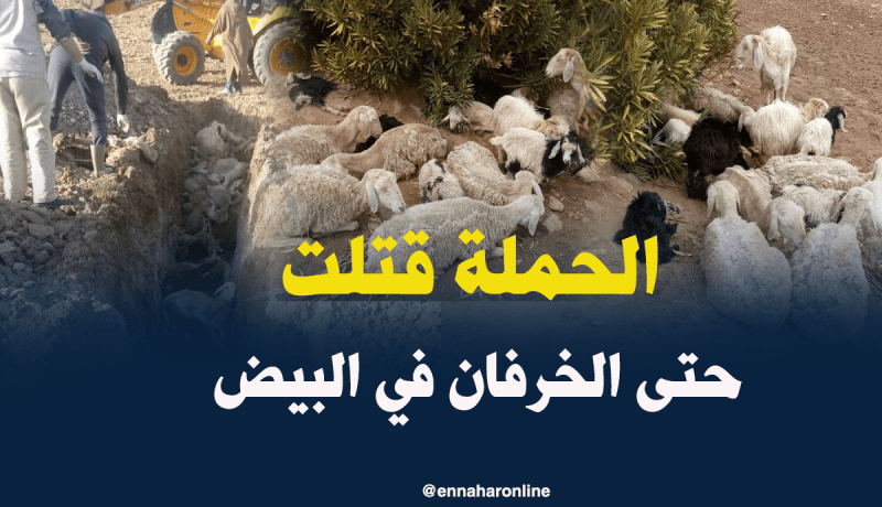 بالصور.. هذه خسائر الموالين جراء سوء الأحوال الجوية بالبيض