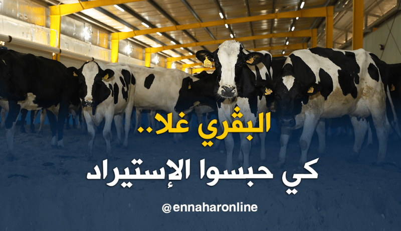 إرتفاع أسعار الأبقار والموالون يشتكون
