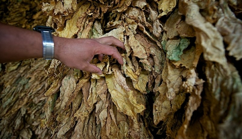 الدرك يحجز 35 قنطارا من التبغ الجاف في باتنة