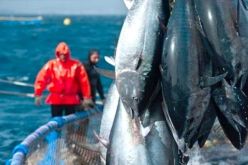 الجزائر تصطاد حصتها كاملة من التونة الحمراء