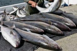 الجزائر وكرواتيا تبحثان أفق الشراكة في بناء السفن وتقنيات تسمين التونة الحمراء