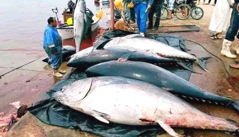 التونة.. خروج 32 سفينة منها 3 جزائرية لاصطياد حصة الجزائر