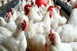 موريتانيا تمنع إستيراد الدواجن من الجزائر