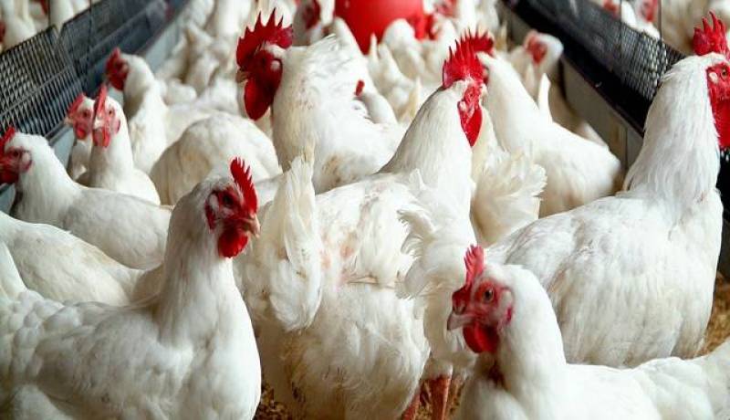 موريتانيا تمنع إستيراد الدواجن من الجزائر