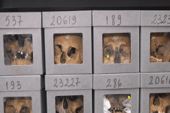 وجود قرابة 536 جمجمة لمقاومين جزائريين بمتحف باريس