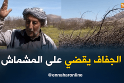 12 ألف شجرة مشمش مهددة بالتلف جراء الجفاف بباتنة