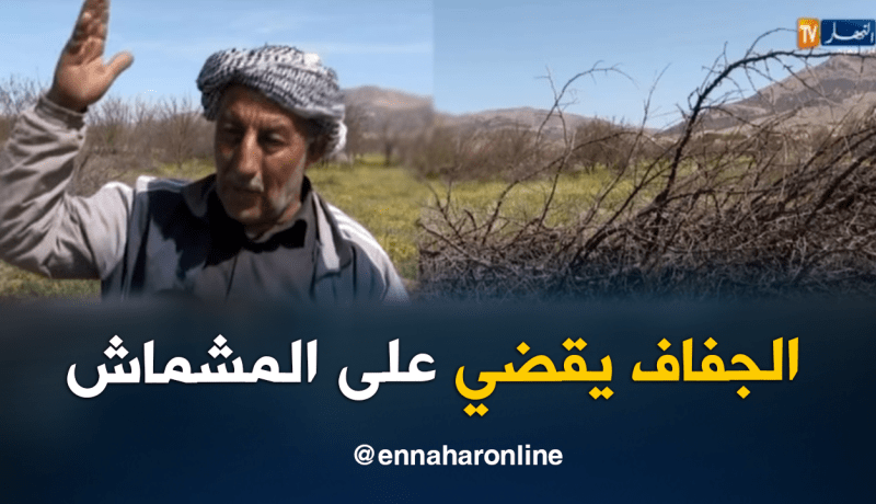 12 ألف شجرة مشمش مهددة بالتلف جراء الجفاف بباتنة