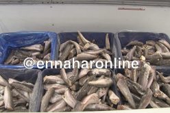 الجلفة.. حجز أزيد من قنطارين من السمك الفاسد