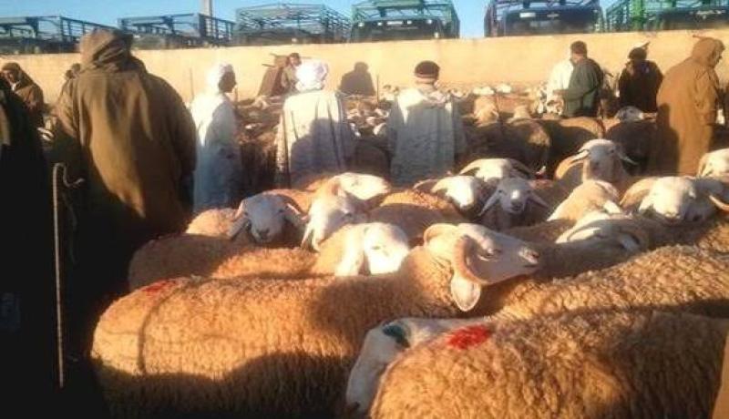 تعاونية الحبوب والبقول الجافة بالجلفة تفتح نقطة بيع مادة الشعيرالعلفي بالولاية