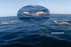 بالفيديو..عدد من “الجمال” تسبح في البحر بمهارة و بلا خوف من الماء