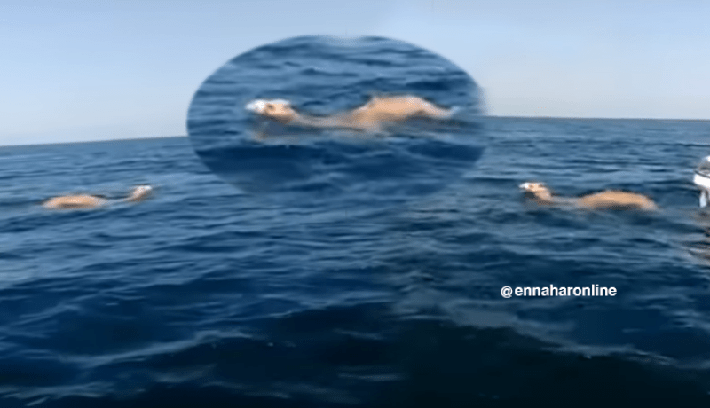 بالفيديو..عدد من “الجمال” تسبح في البحر بمهارة و بلا خوف من الماء