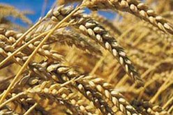 تفكيك شبكة تهرّب القمح المستورد من ميناء وهران نحو الموّالين