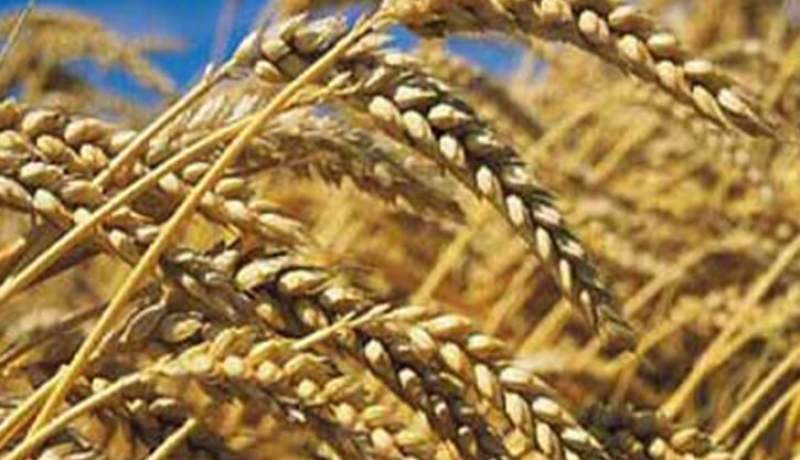 تفكيك شبكة تهرّب القمح المستورد من ميناء وهران نحو الموّالين