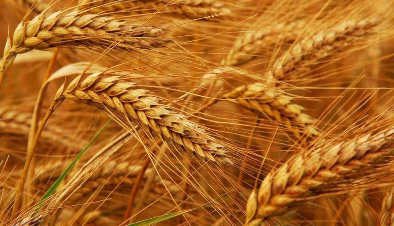 لأول مرة.. إنتاج 300 ألف قنطار من الحبوب في غرداية
