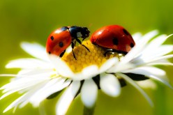 الجزائر تستورد الحشرات للتقليل من استعمال المبيدات