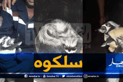 بالصور.. إنقاذ ضربان كان عالق في شجرة بالمسيلة