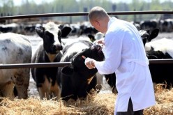 بوعزقي: الحمّى القلاعية ليست ظاهرة وطنية وكثّفنا المراقبة البيطرية للقطيع