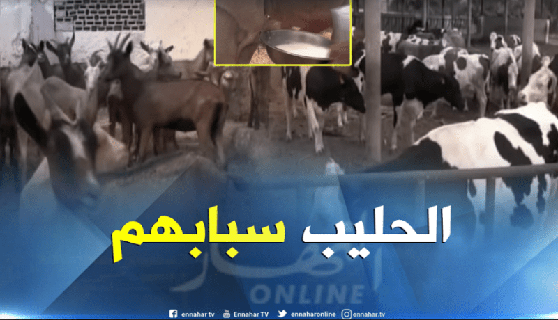 109 مصاب بداء الحمى المالطية في غرداية