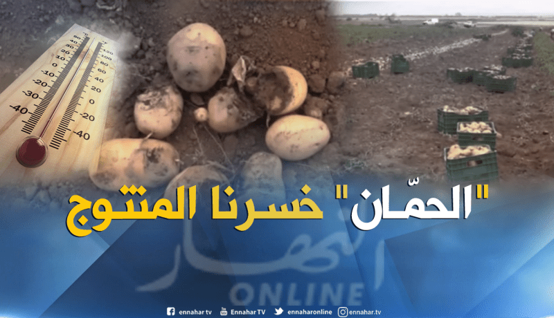 إرتفاع درجات الحرارة بغليزان يجبر الفلاحين على الجني المبكر