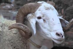 فككت وثاق الكبش المربوط… ترين ذرية ابنك بدعائك