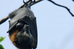 خبيرة بيئة تحسم الجدل حول تسبُب الخفافيش بجائحة كورونا