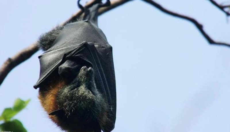 خبيرة بيئة تحسم الجدل حول تسبُب الخفافيش بجائحة كورونا