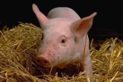 رؤية الخنزير في الحلم