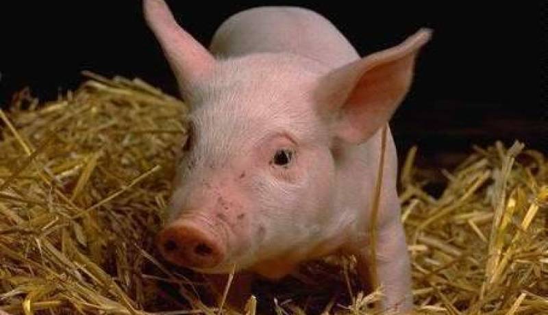 رؤية الخنزير في الحلم